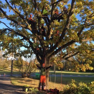 Директор ArborEst OÜ